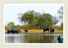 Botswana elephants